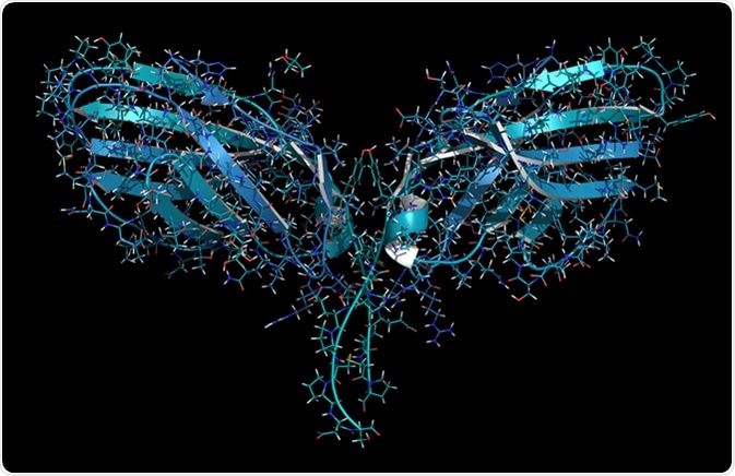 CTLA-4 (Cytotoxic T-lymphocyte-associated protein 4, CD152) protein. CTLA4 blocking antibodies are used in cancer therapy (immune checkpoint blockade therapy). Image Credit: molekuul_be / Shutterstock